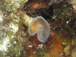 14 Red-Spotted Horseshoe Worm IMG 3894